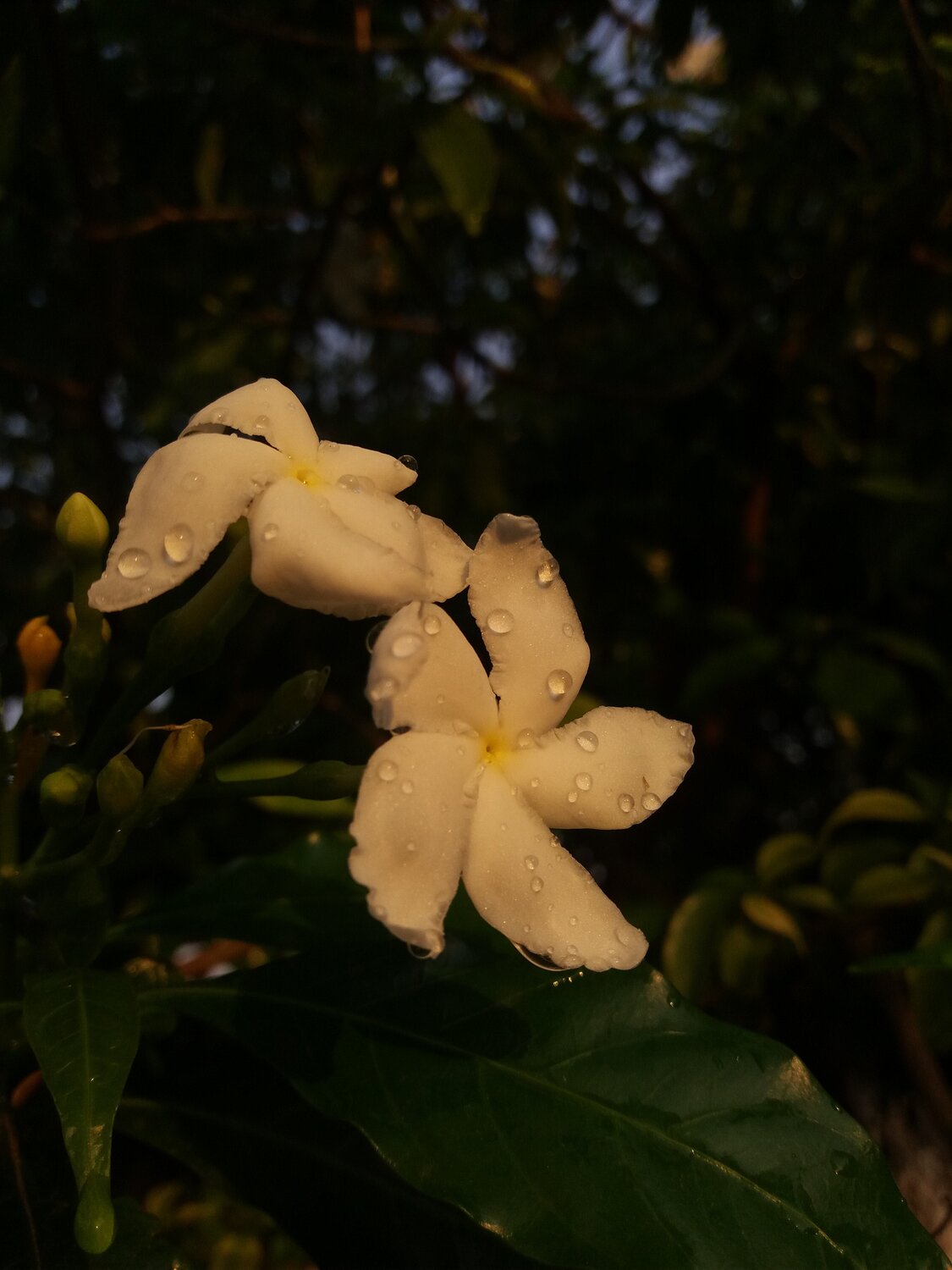 Photo #3292268
