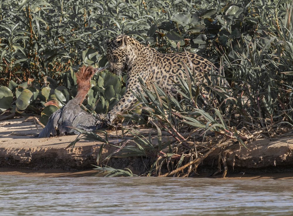 Jaguar fighting with a bird