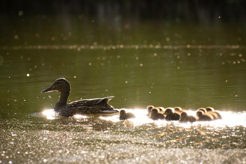 Мамино золото
