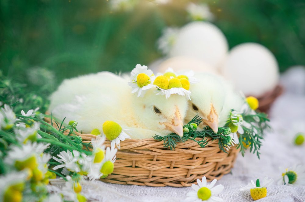 Цыплята в корзинке