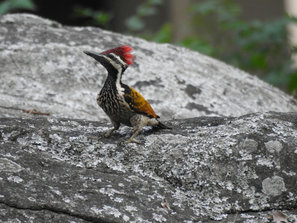 Lesser flameback woodpecker