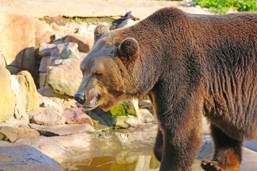 Bear / медведь