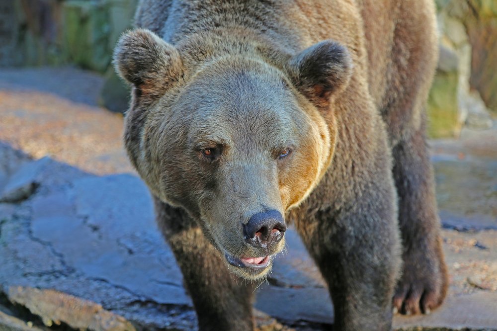 Bear / медведь