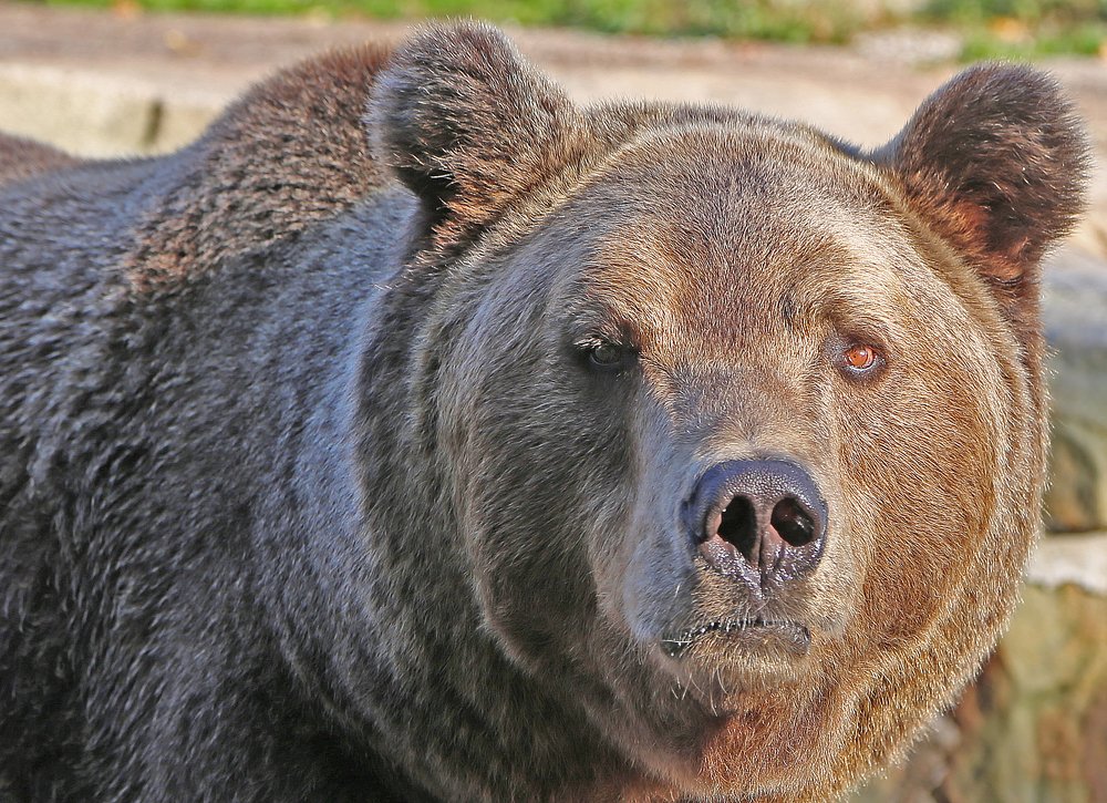 Bear / медведь