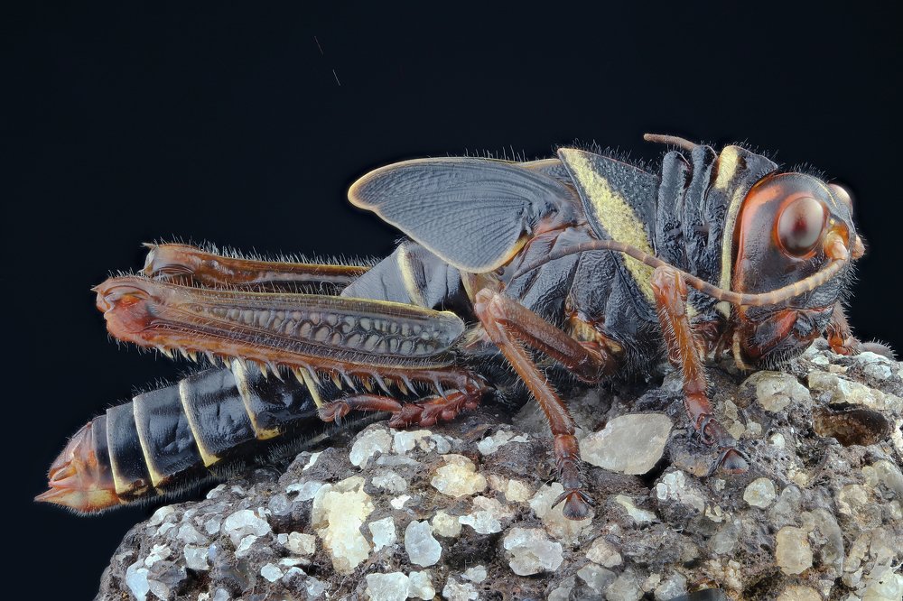 Tropida criscollaris