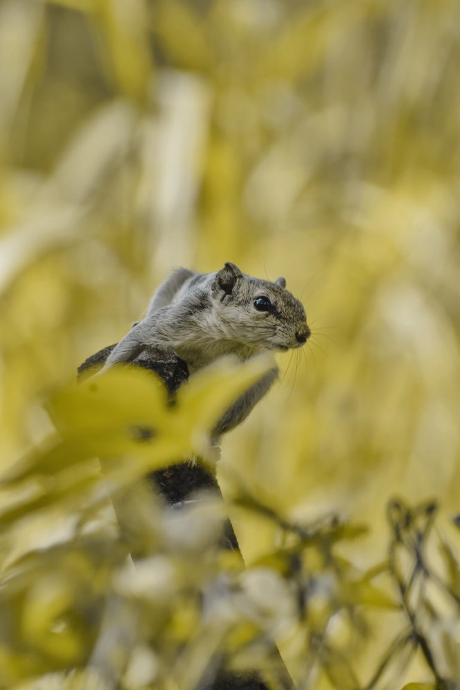 Wildlife