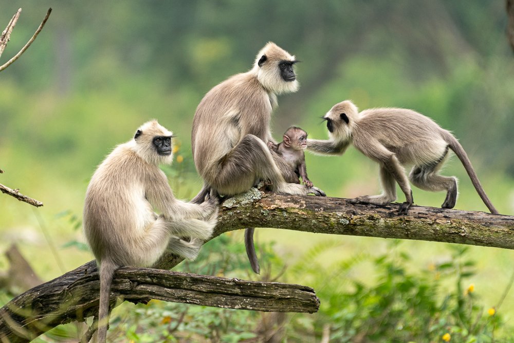Welcoming the younger one! Langur family