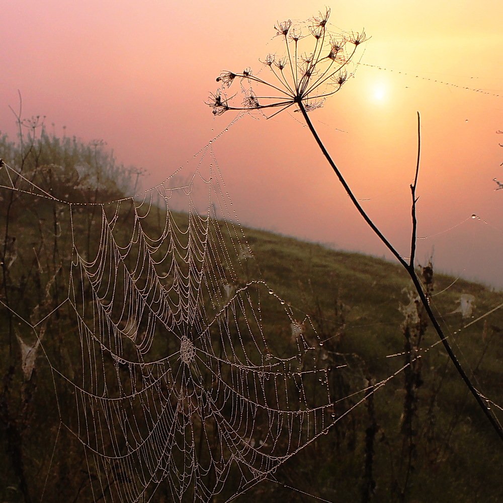 Рассвет в тумане у реки.