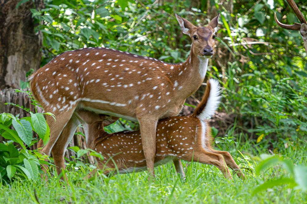 Spotted deer feeding the fawn
