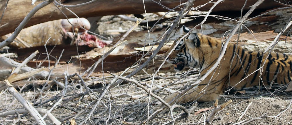 Tigress With Kill