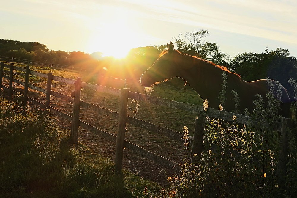 The sunset in the village. Horses.