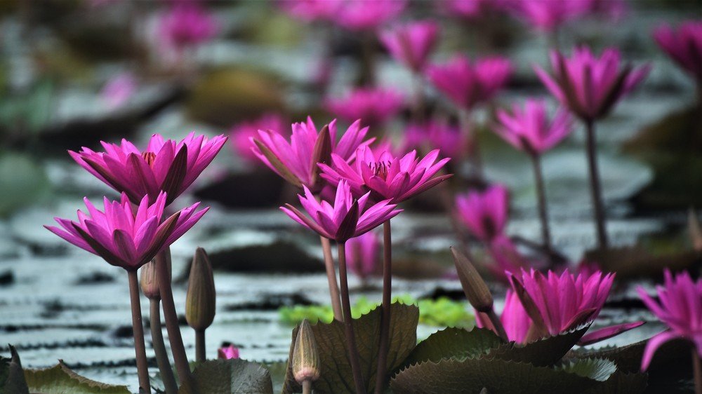 Waterlily