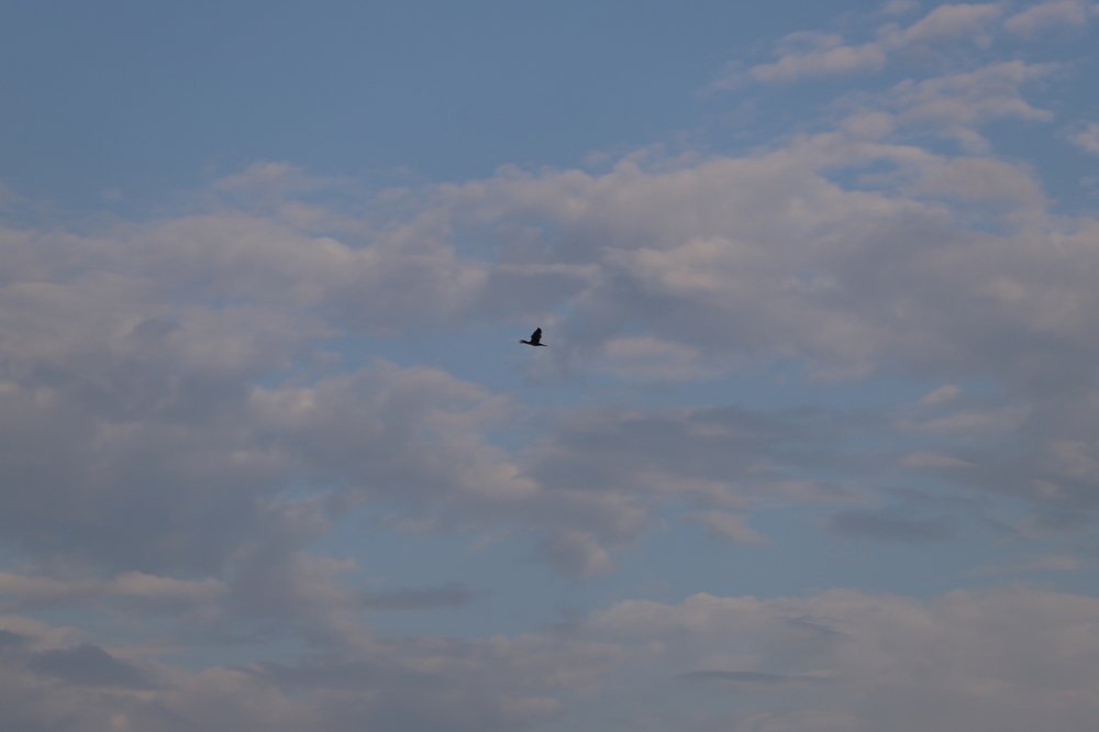 Полёт баклана