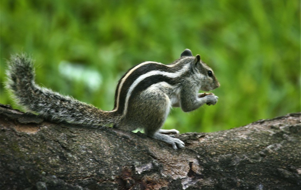 Photograph by Syed Mashud Al Hasan Mashud