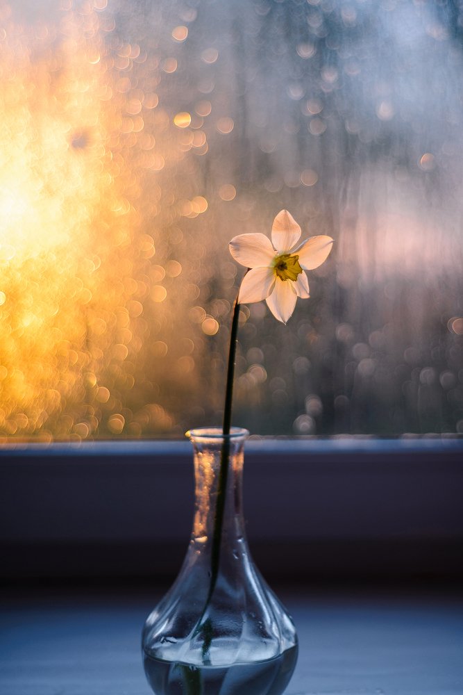 Нарцисс на закате