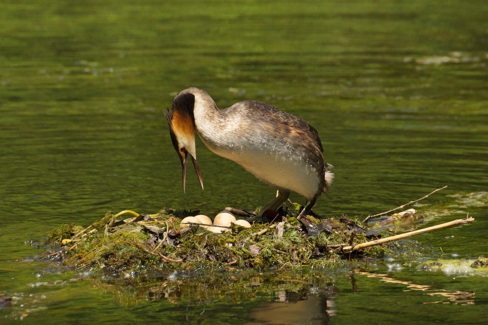 Чомга в гнезде