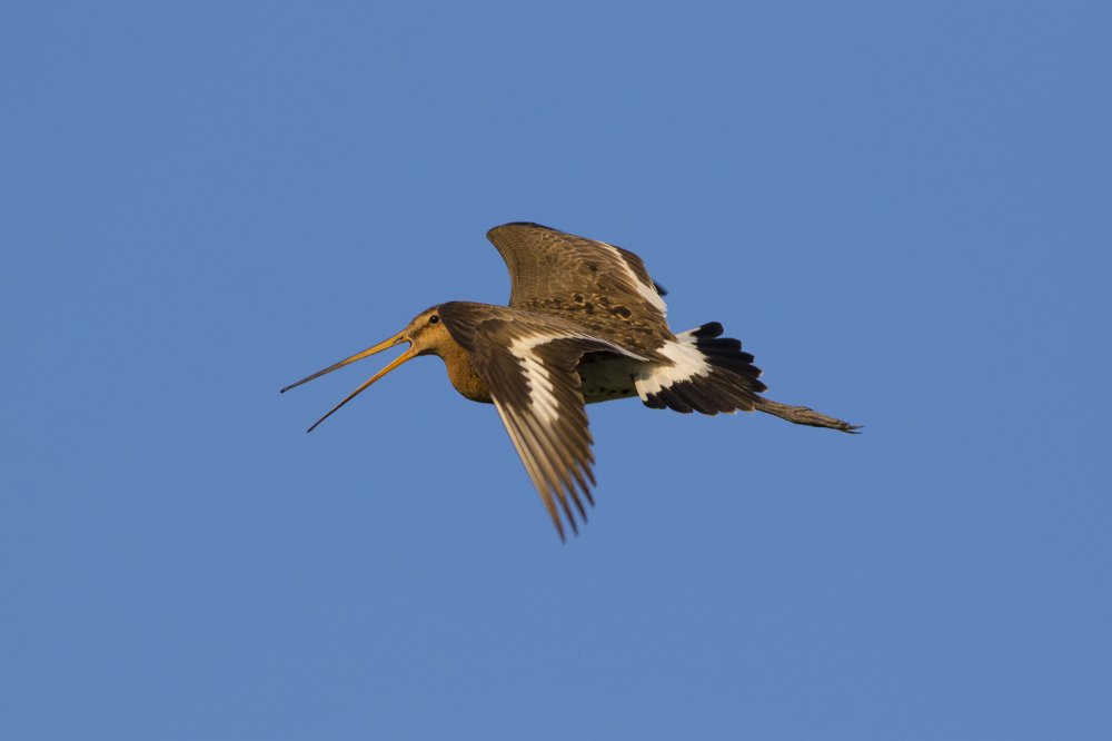 Bol'shoy veretennik in flight.