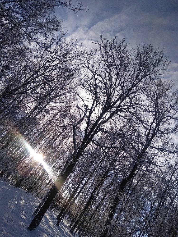 Лес