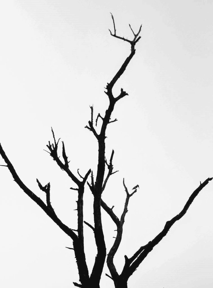 Pied Kingfisher waiting