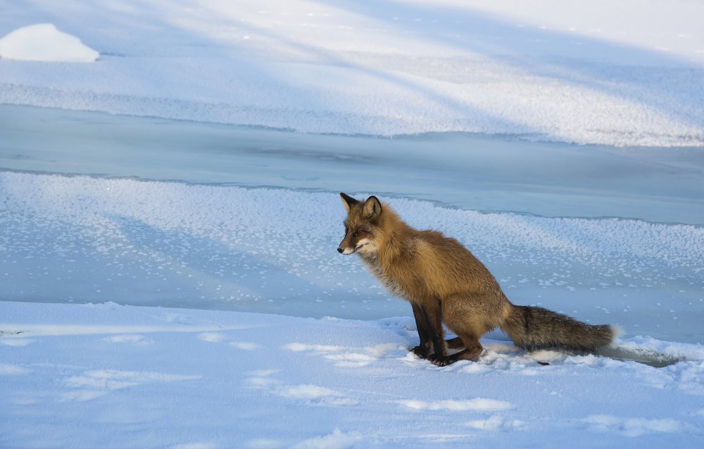 Может быть поймать с помощью хвоста.