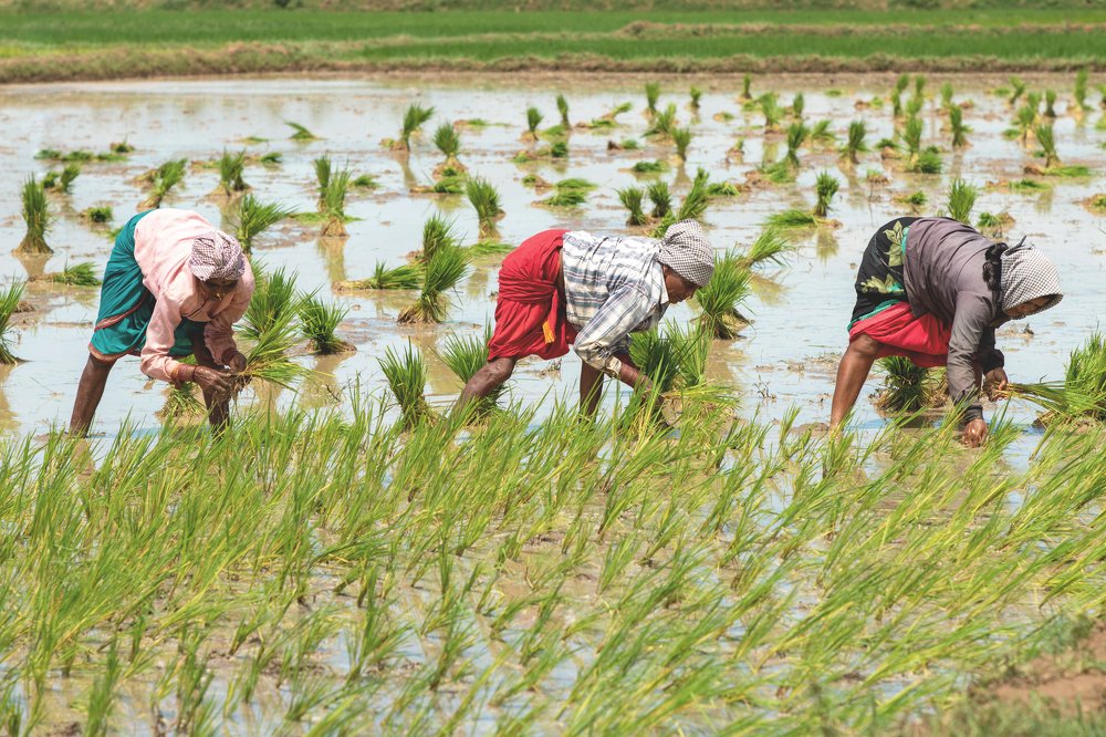 Farming for Life - Rice from scratch