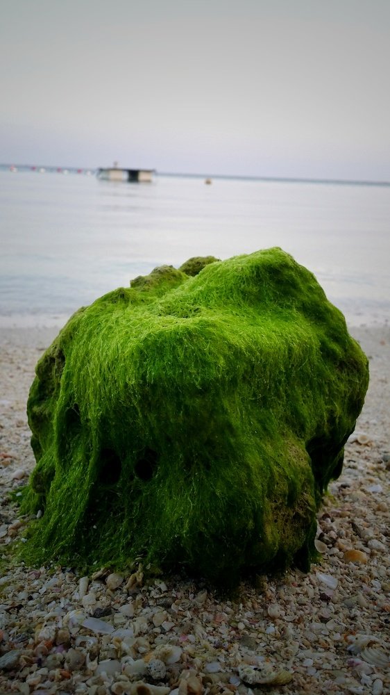 Beach rock