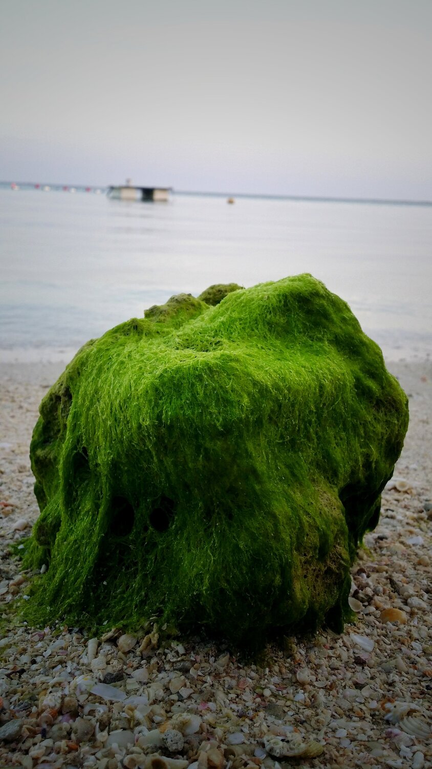 Beach rock
