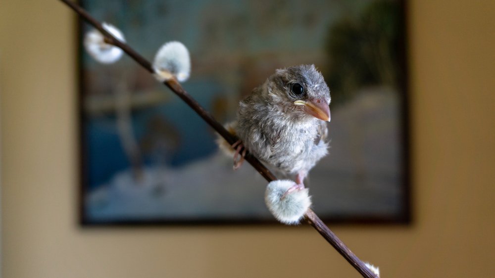 Живая картина