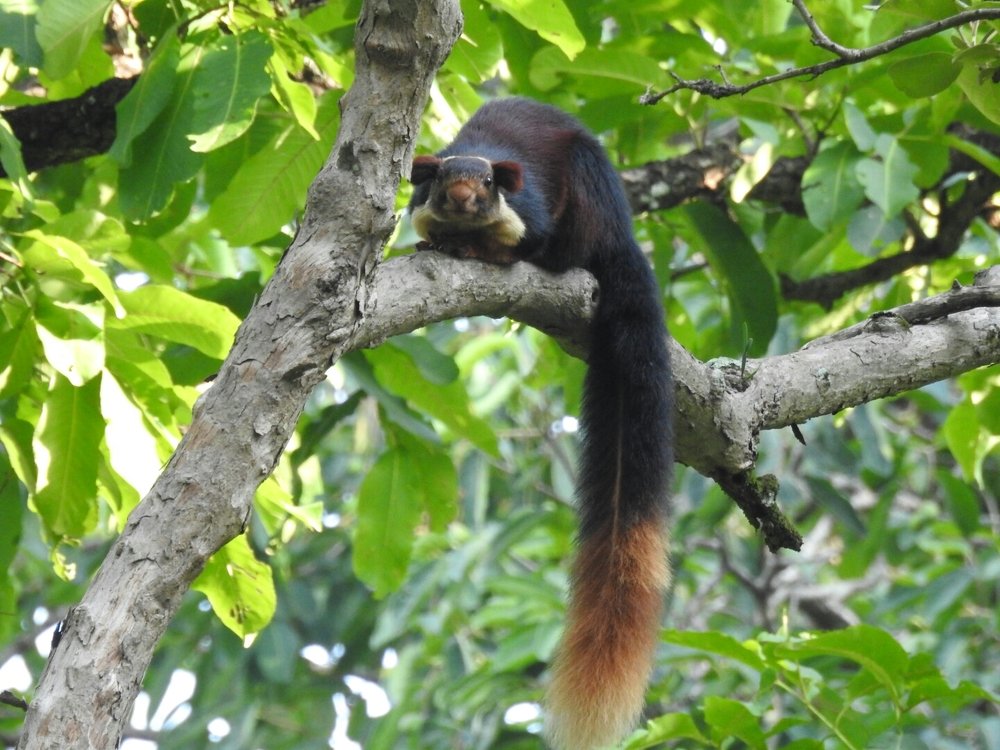 Malabar Giant Squirrel