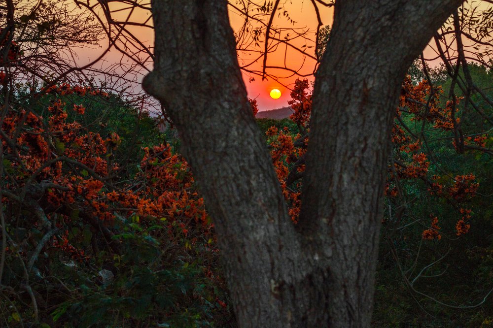Sunset tree