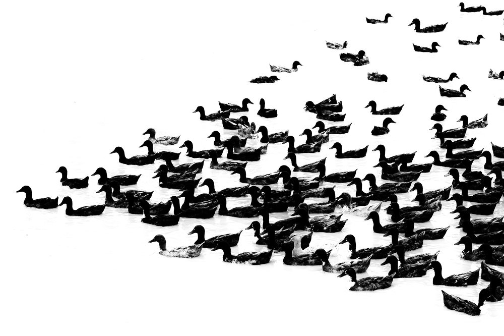 Ducks in Black and White