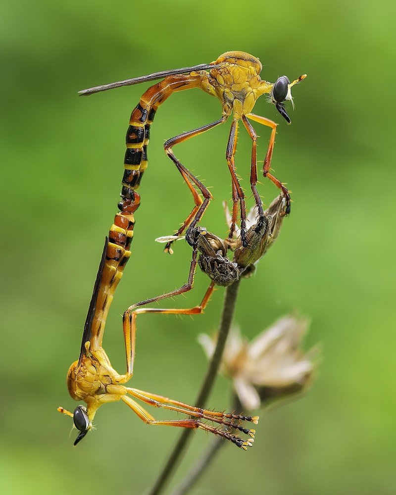 Mating diogmites on top of flower