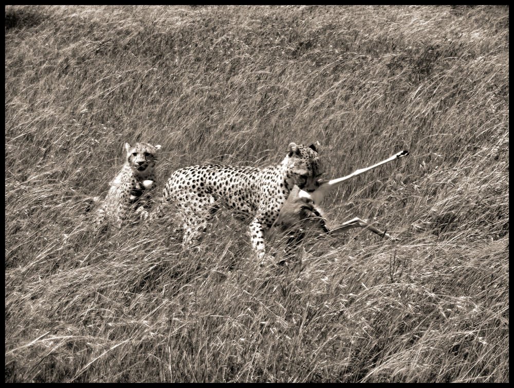 в Масаи-Мара