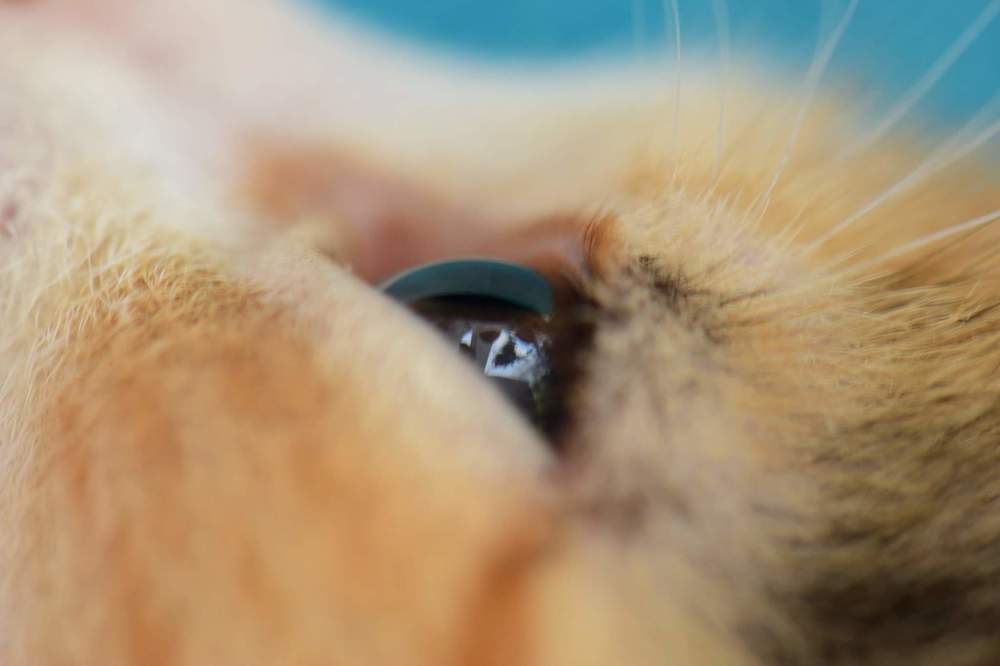 Σίσσυ  the princess