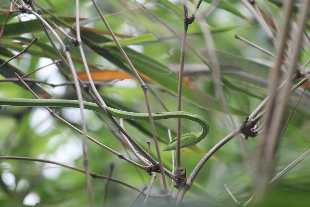 green vine snake
