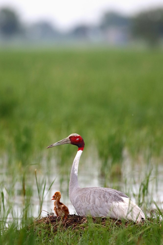 Sarus Crane with Chick
