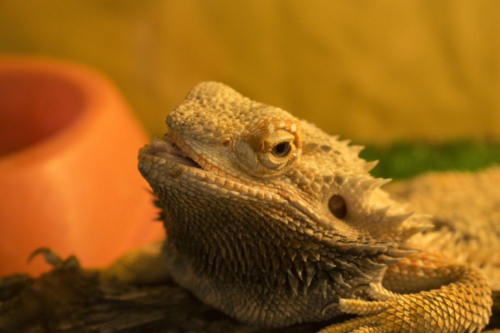 Забвая Игуана