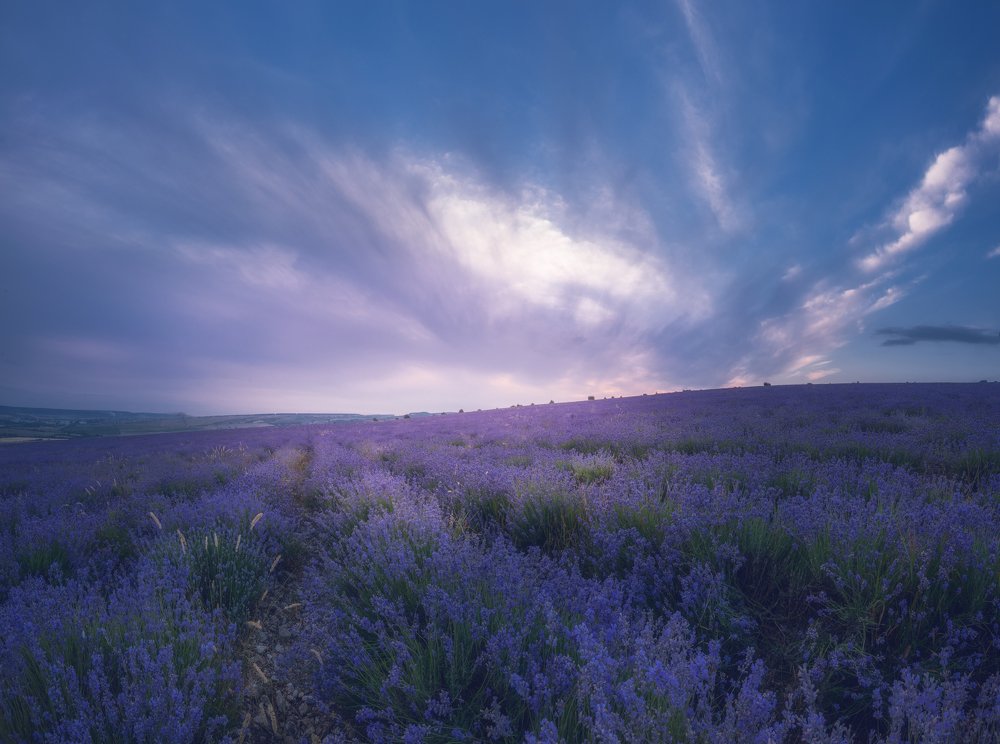 Рассвет на лавандовом поле в Тургеневке