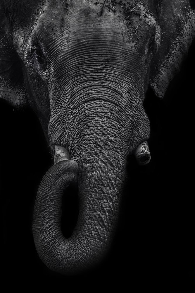 Photograph by Md Sabbir Khan