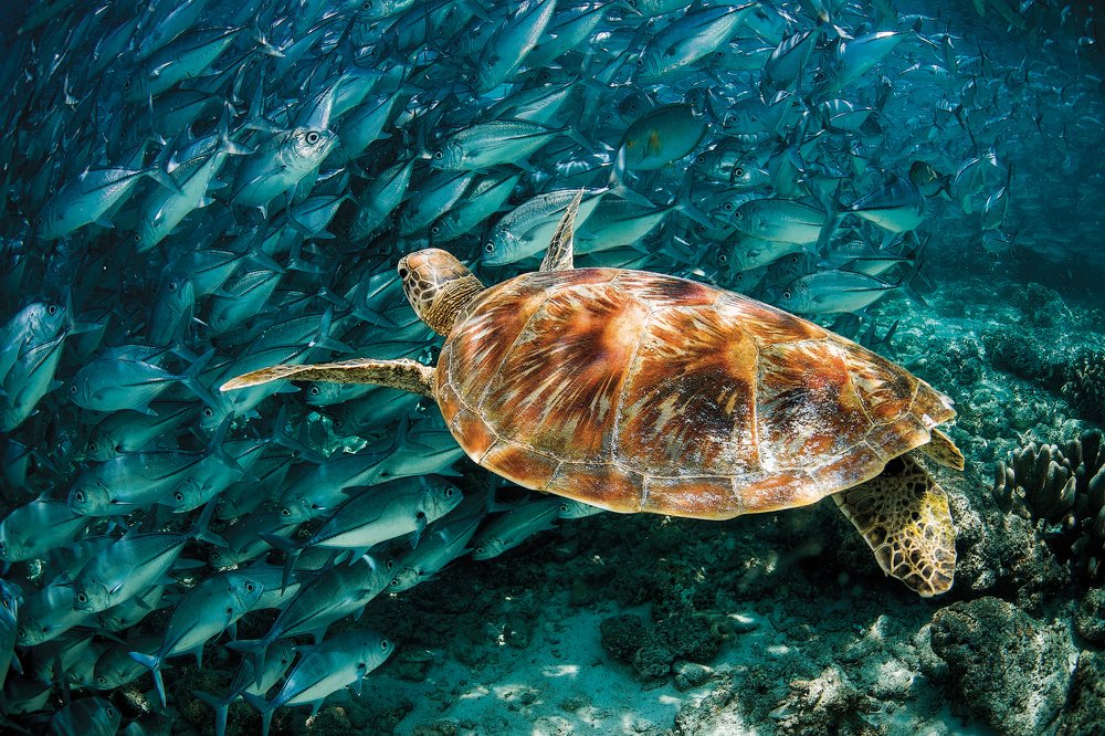 Photograph by Юрий Журавлев