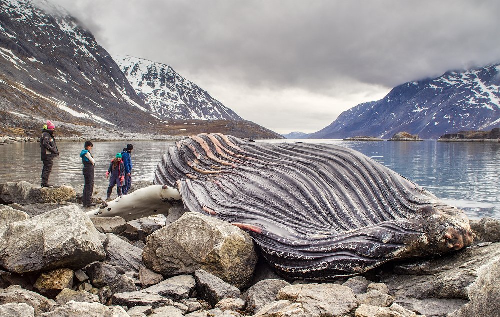 Photograph by Елена Сильницкая