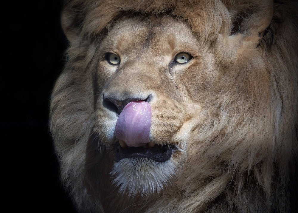 Фотограф - фотограф, а я тебя съем...