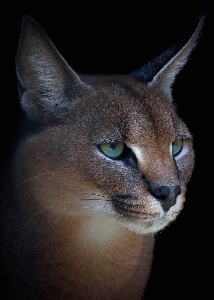 Каракал. Портрет.