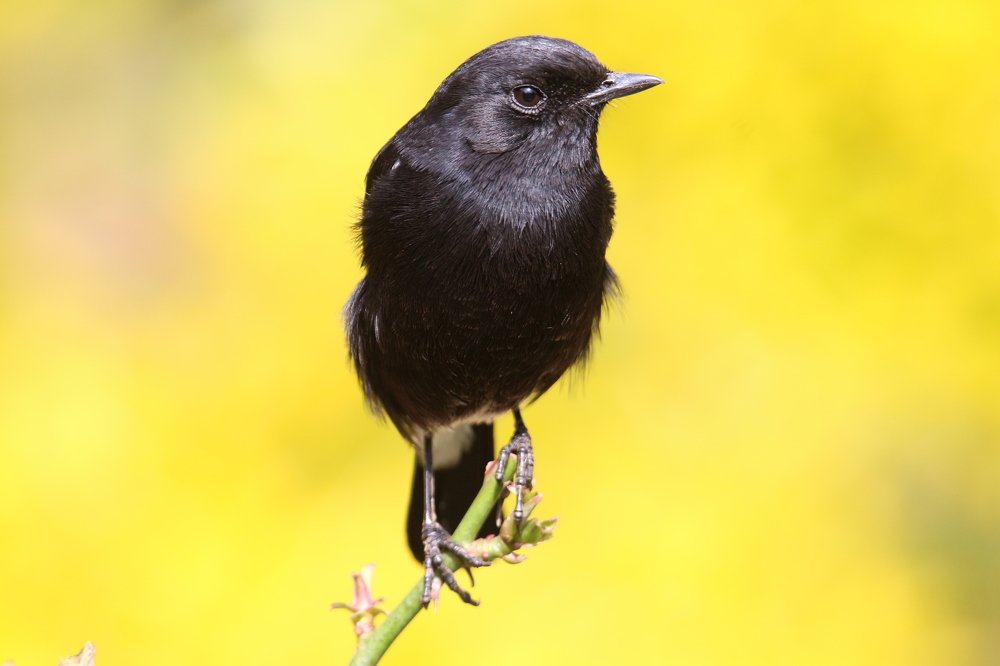 Coal amidst the gold