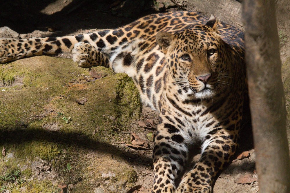 Resting Leopard