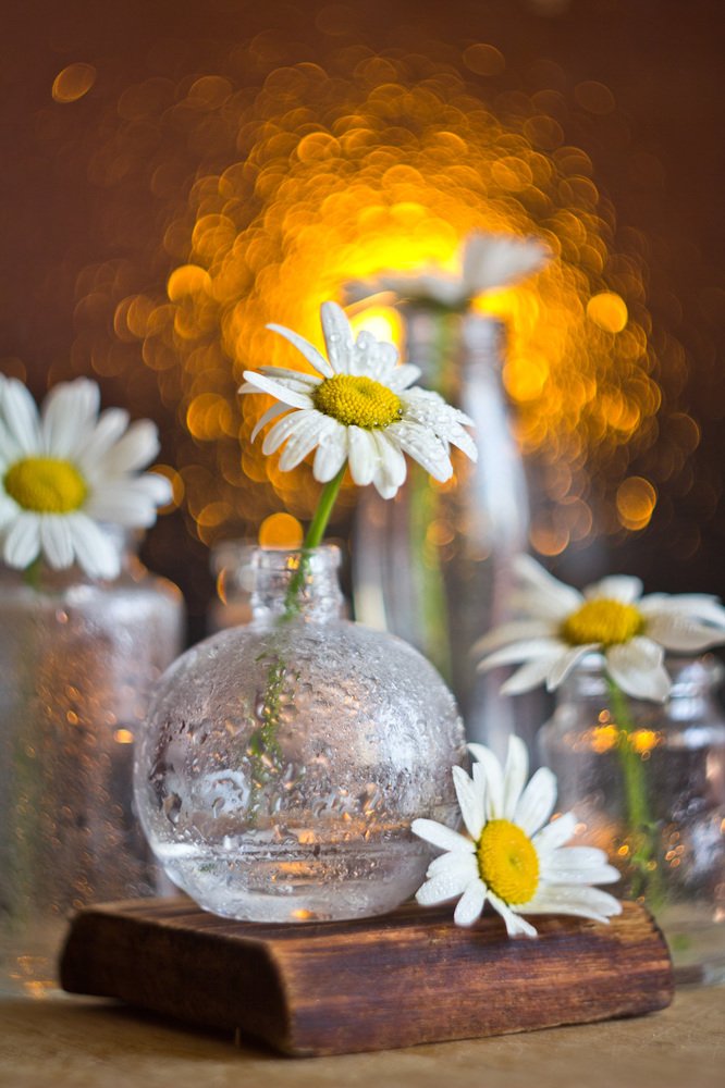 Ромашки на закате