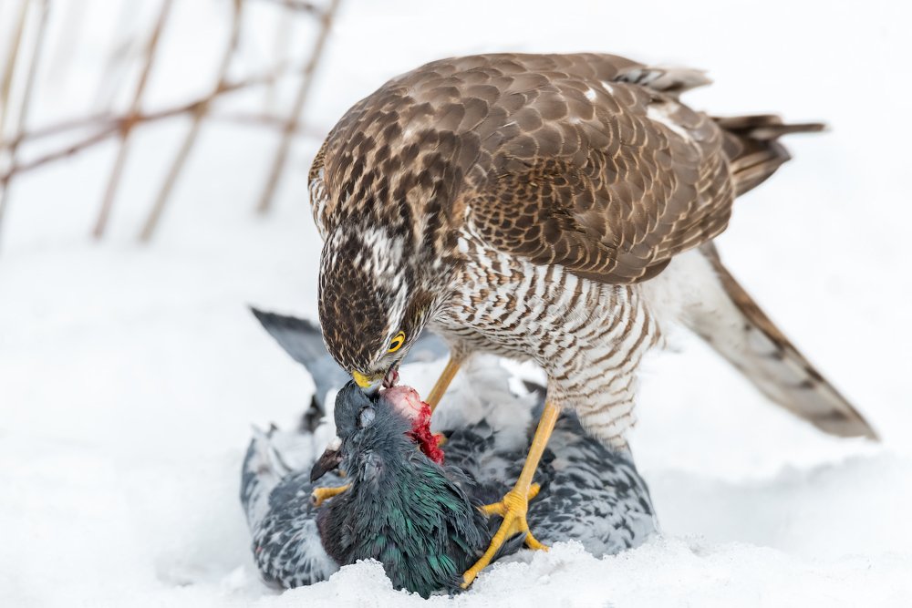 Доброй охоты!