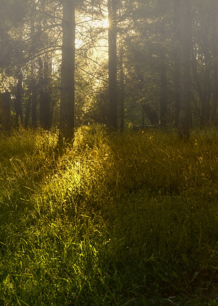 Тайны летнего леса