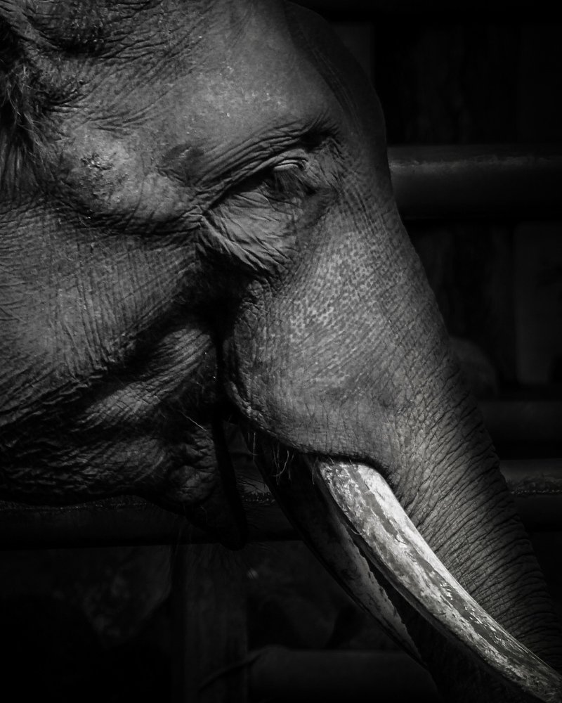 Don’t cry, elephant