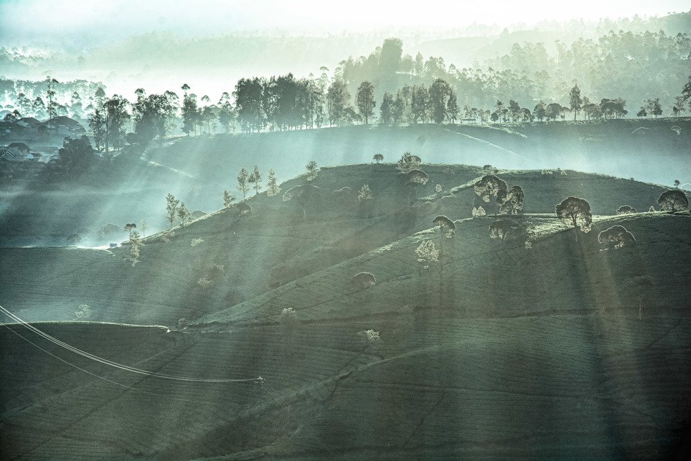 A sunny morning in a tea plantation